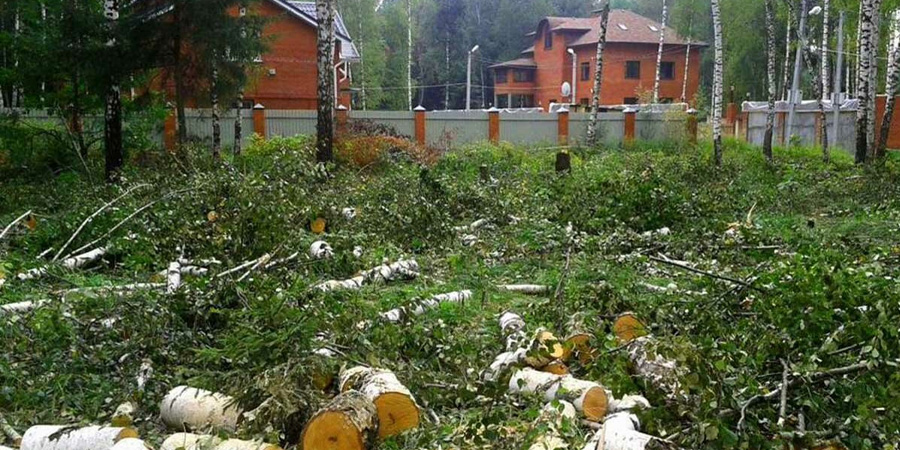 ВЫРУБКА ДЕРЕВЬЕВ В САДУ